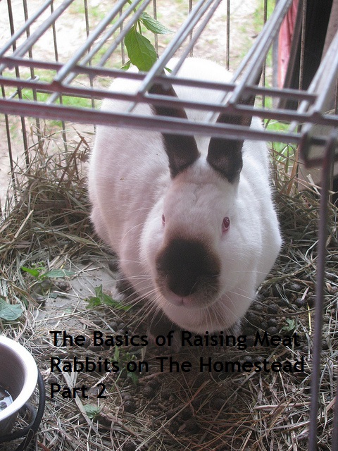 Feeding shop meat rabbits