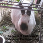 Guest Blog- The Basics of Raising Meat Rabbits on the Homestead, Part 2