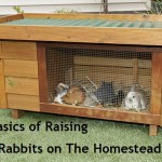 Guest Blog- The Basics of Raising Meat Rabbits on the Homestead, Part 1