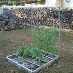 My New Raised Bed Gardens