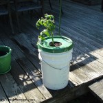Self Watering Containers, The 2012 Version