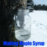 Making Maple Syrup