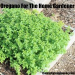 Oregano For The Home Gardener